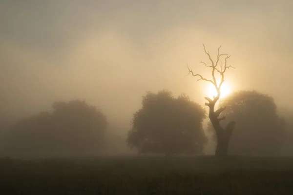 Summer Landscape Breite Oak Reserve Romania Secular Oak Forest Sighisoara — Stock Photo, Image