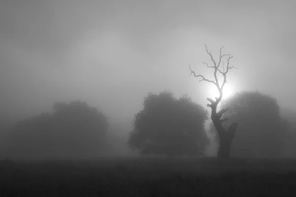 ルーマニアのBreite Oak Reserveの夏の風景 西磯良付近の杉林 — ストック写真