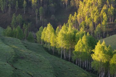 Transilvanya 'nın yeşil tepeleri arasındaki güzel bahar manzarası, Dumesti' de.