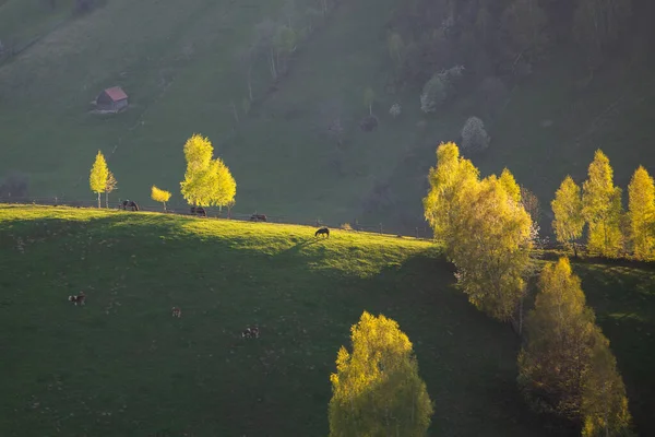 Αγροτικό Ορεινό Τοπίο Απομακρυσμένο Ρουμανικό Χωριό Ανηφορικό Στις Κοιλάδες Των — Φωτογραφία Αρχείου