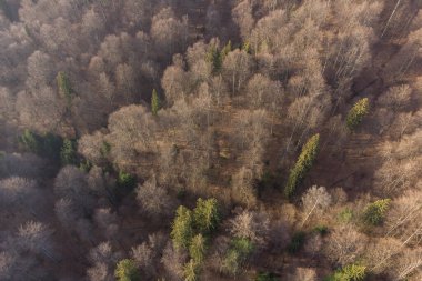 Bahar zamanı dağ yolunun havadan görünüşü. Dağ yolunda giden arabalar ormanı kesiyor. Romanya 'nın Allah Brasov kentine giden yolun üzerindeki dağ manzarası