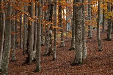 Autumn landscape of colorful forest