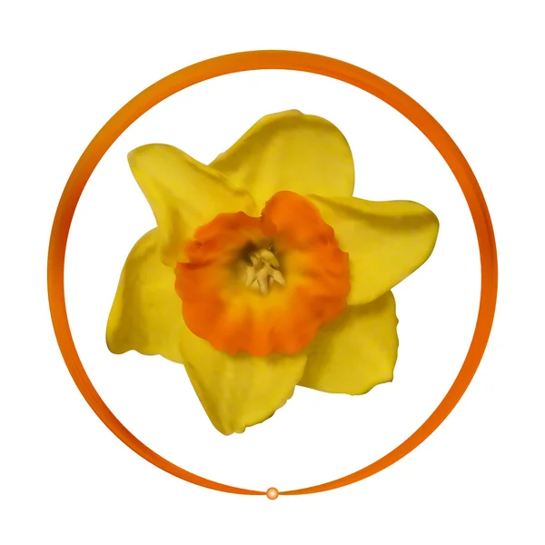 Realistiska daffodil i rund ram — Stock vektor