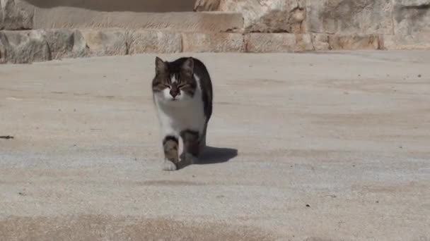 Sahne Alanı'nda yürüyüş ve mewing kedi — Stok video