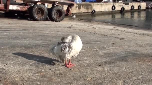 Een gans preening 2 — Stockvideo