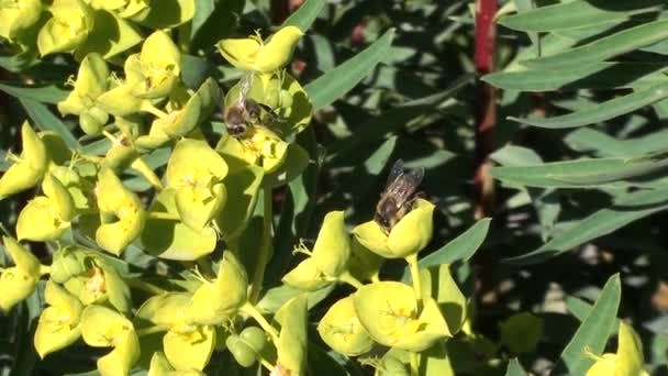 Abejas trabajando de cerca — Vídeos de Stock