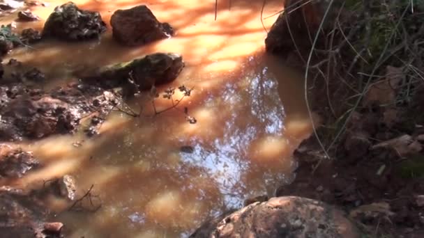 Elmélkedés a csapadékvíz medence nagyítás — Stock videók