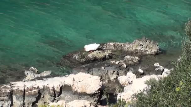 Pato blanco en la costa acantilado — Vídeos de Stock