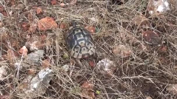 Kruipen in gras schildpad — Stockvideo