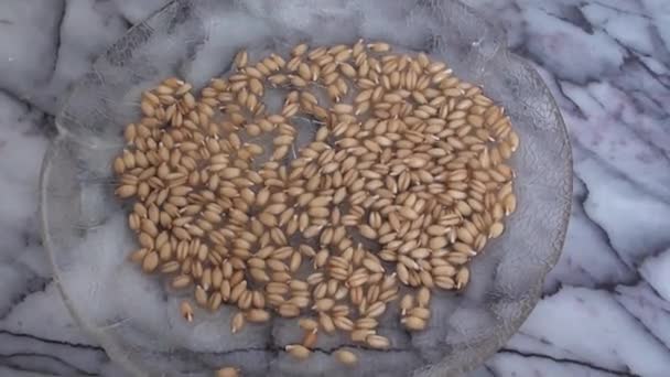 Пророблене зерно крупним планом збільшити — стокове відео