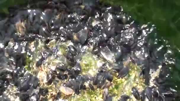 Roccia ricoperta da cozze — Video Stock