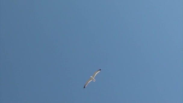 Möwen greifen am Himmel an — Stockvideo