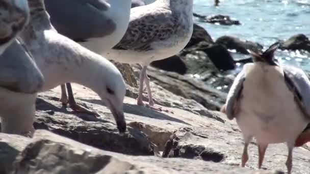 Meeuwen zijn voeding op rotsen — Stockvideo