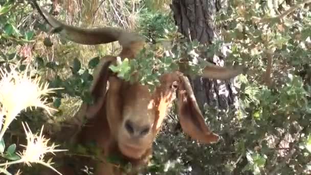 La capra si avvicina alla telecamera — Video Stock