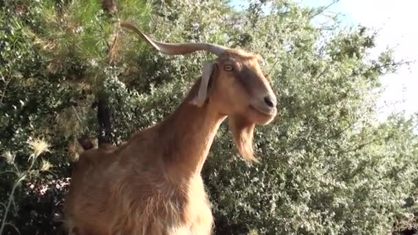 Arbustes à mâcher de chèvre — Video