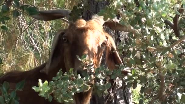 Head of a goat in bush — Stock Video