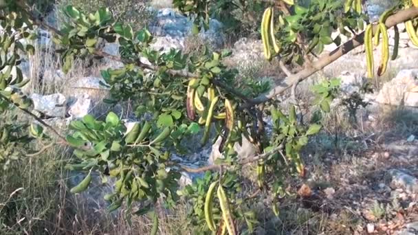 Albero di carruba con baccelli di semenzaio acerbi — Video Stock