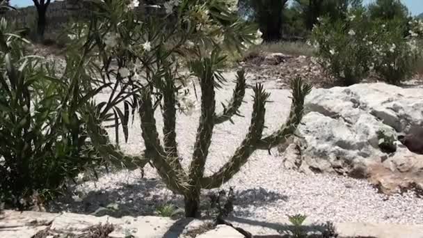 Cactus decorativo en un jardín — Vídeo de stock