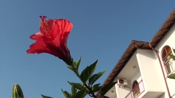 Ibiskusblüte aus nächster Nähe und Haus — Stockvideo