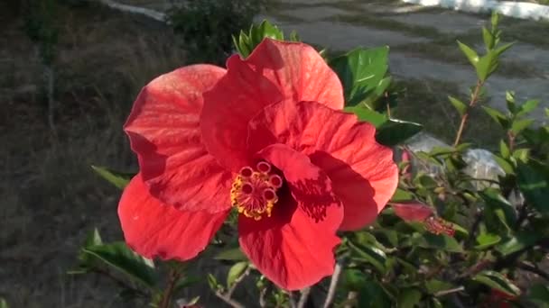 Ibiscus λουλούδι, κοντινό πλάνο — Αρχείο Βίντεο