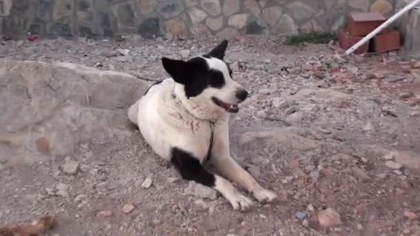 Чёрно-белая собака 2 — стоковое видео