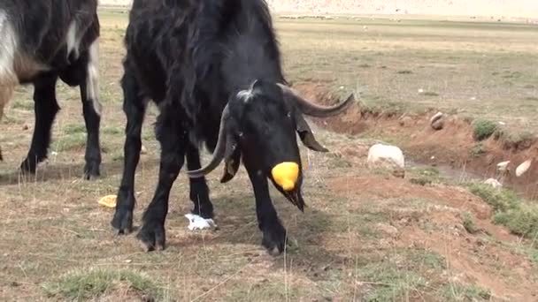 Ziege isst aus Zitronenschale — Stockvideo