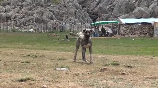 Huge young kangal dog barking — Stock Video