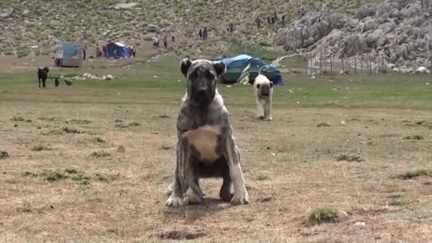 Enorma unga kangal hundar — Stockvideo