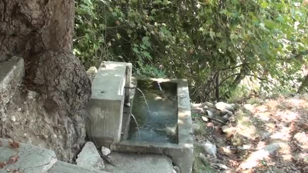Ormandaki Watertrough — Stok video