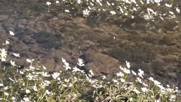 Agua de manantial y pequeñas flores blancas — Vídeos de Stock