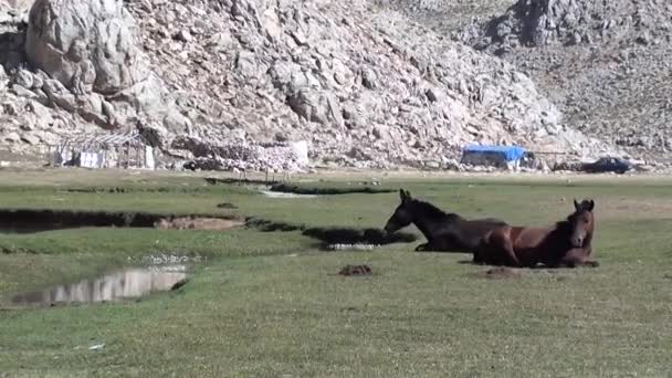 Dos caballos en la meseta — Vídeos de Stock