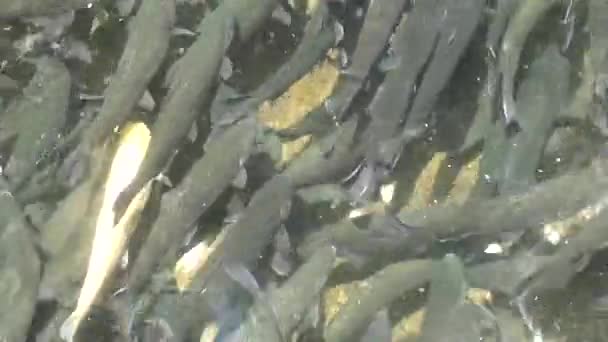 白鳟鱼之间灰色 — 图库视频影像