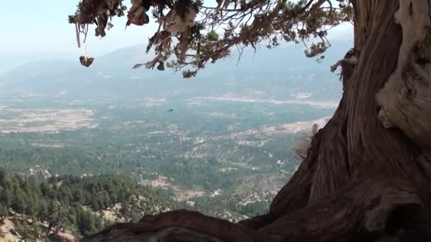 Δέντρο στο υψίπεδα 2 των ευχών — Αρχείο Βίντεο