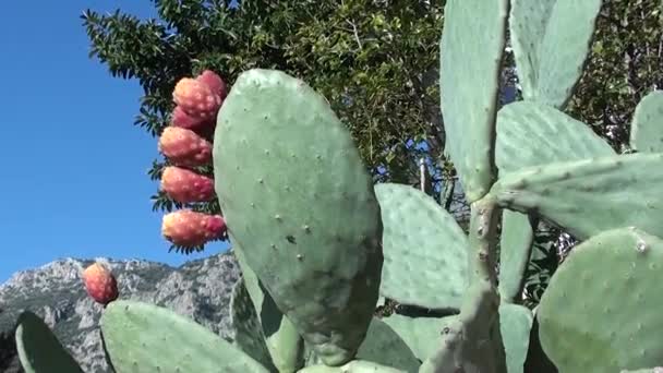 Cactus con hojas y frutos — Vídeo de stock