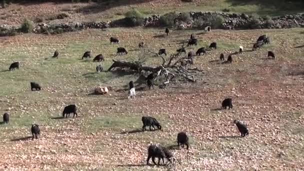 Łąkę pastwisko z kozy 2 — Wideo stockowe