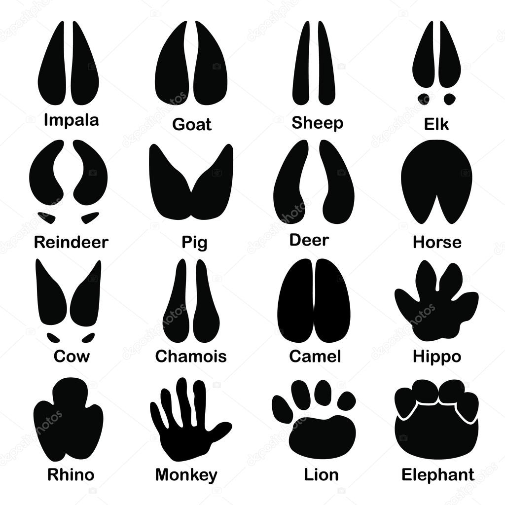 Set of sixteen animals paw print icons Stock Vector Image by ©lynxvector  #108741046