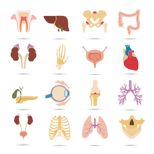 Conjunto de dieciséis órganos humanos y partes anatómicas de color iconos planos — Archivo Imágenes Vectoriales