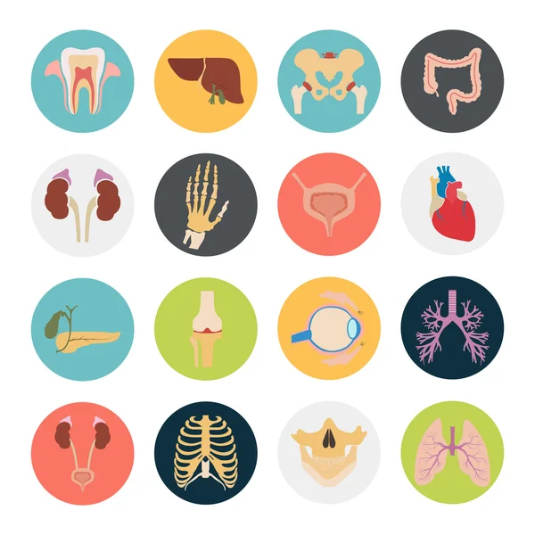 Set of sixteen human organs and anatomic parts color flat icons — Stock Vector