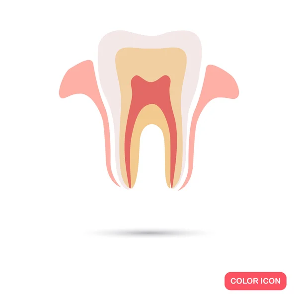 Human tooth section color flat icon — Stock Vector