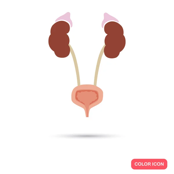 Значок цвета почек и мочевого пузыря человека — стоковый вектор