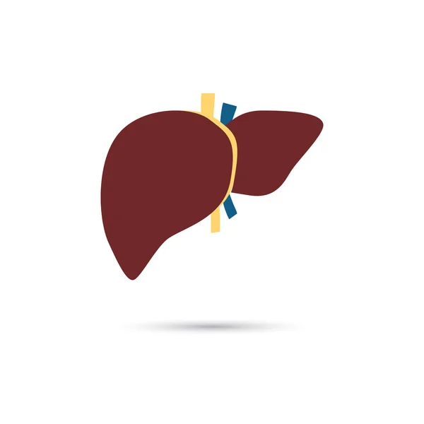 Ícone de cor do fígado humano —  Vetores de Stock