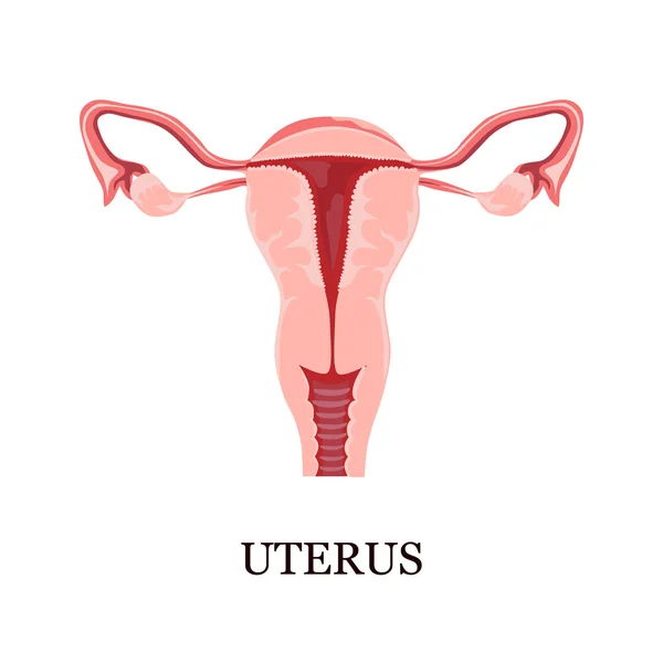 Color illustration of the female uterus — Stock Vector