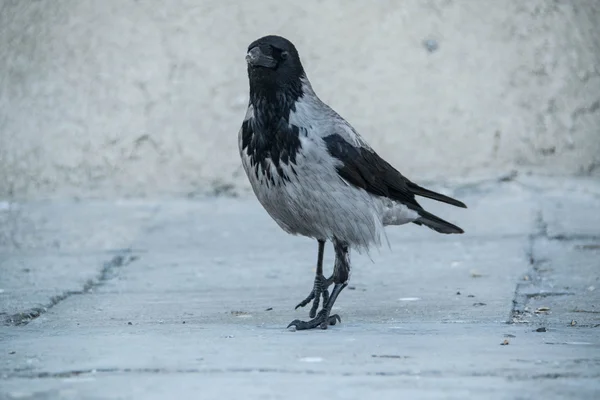 Wild crows outdoor — Stock Photo, Image