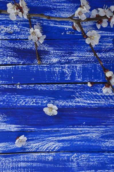 Sfondo blu di legno con fiori — Foto Stock