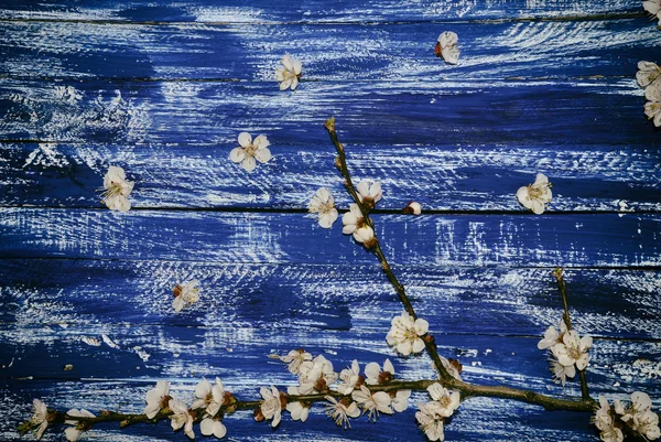 Vintage legno blu sfondo ramo fiorito — Foto Stock