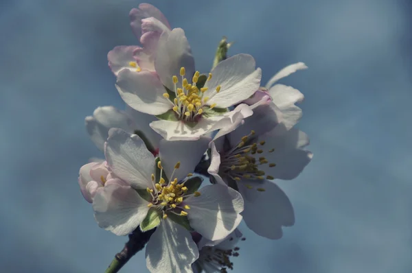 Foto vintage di una mandorla in fiore — Foto Stock