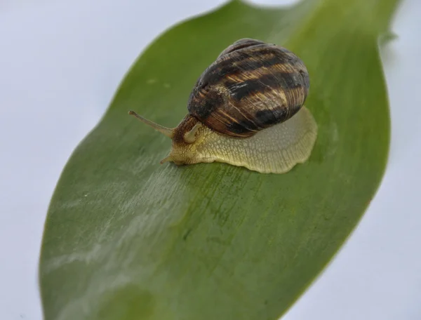 Muschelschnecke kriecht auf grünem Blatt vorwärts — Stockfoto