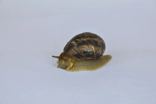 Caracol rastejando no fundo branco — Fotografia de Stock