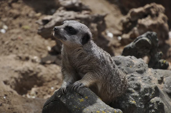 Meerkat or suricate, wild animal in action — Stock Photo, Image