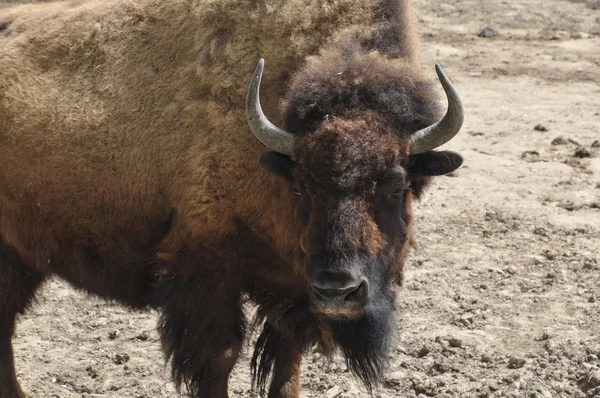 Bizon yabani hayvanlar ve bitkiler doğa